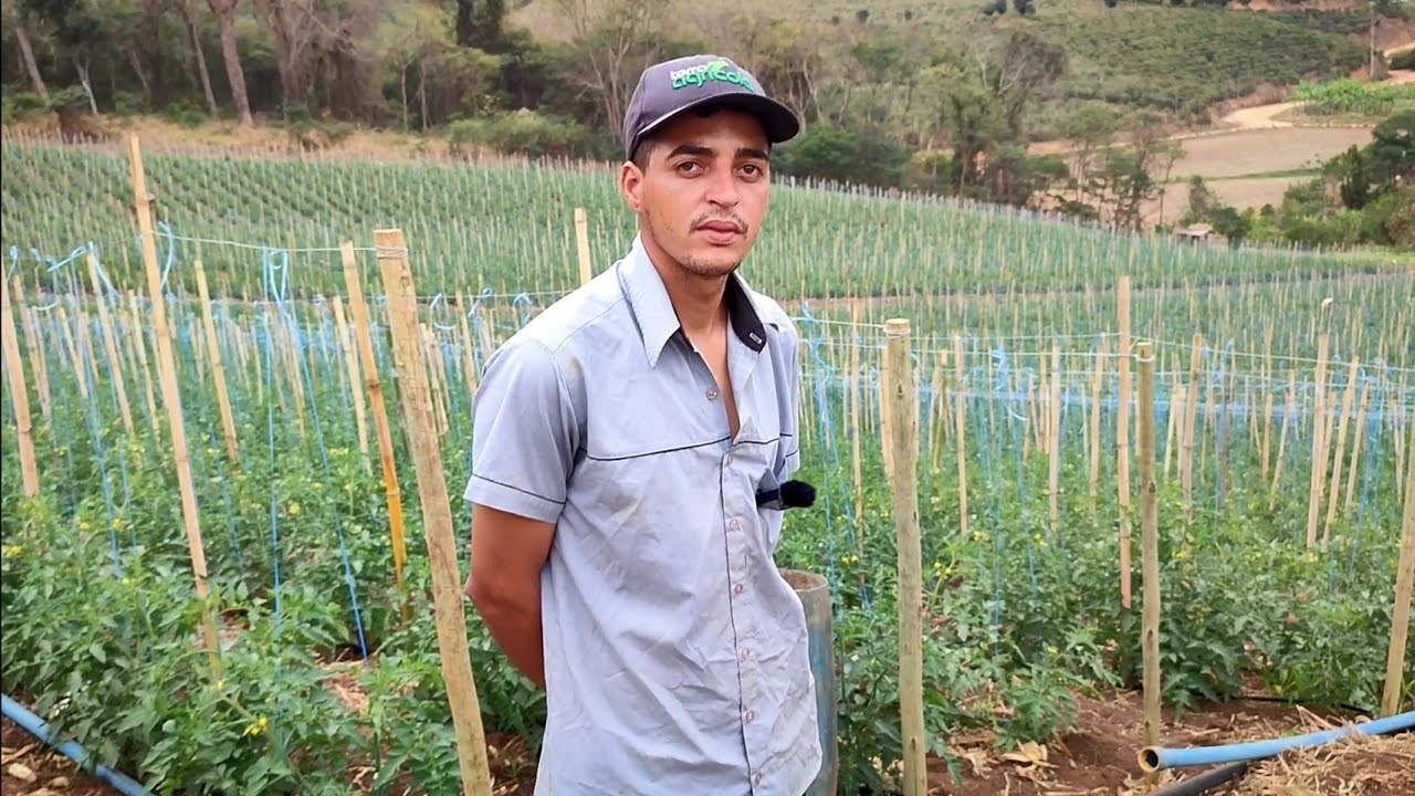 Como Plantar e Produzir Muito Tomate🍅