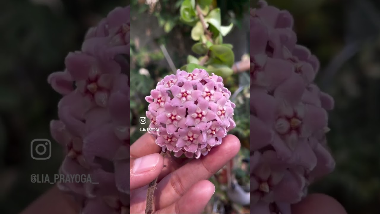 Hoya compacta