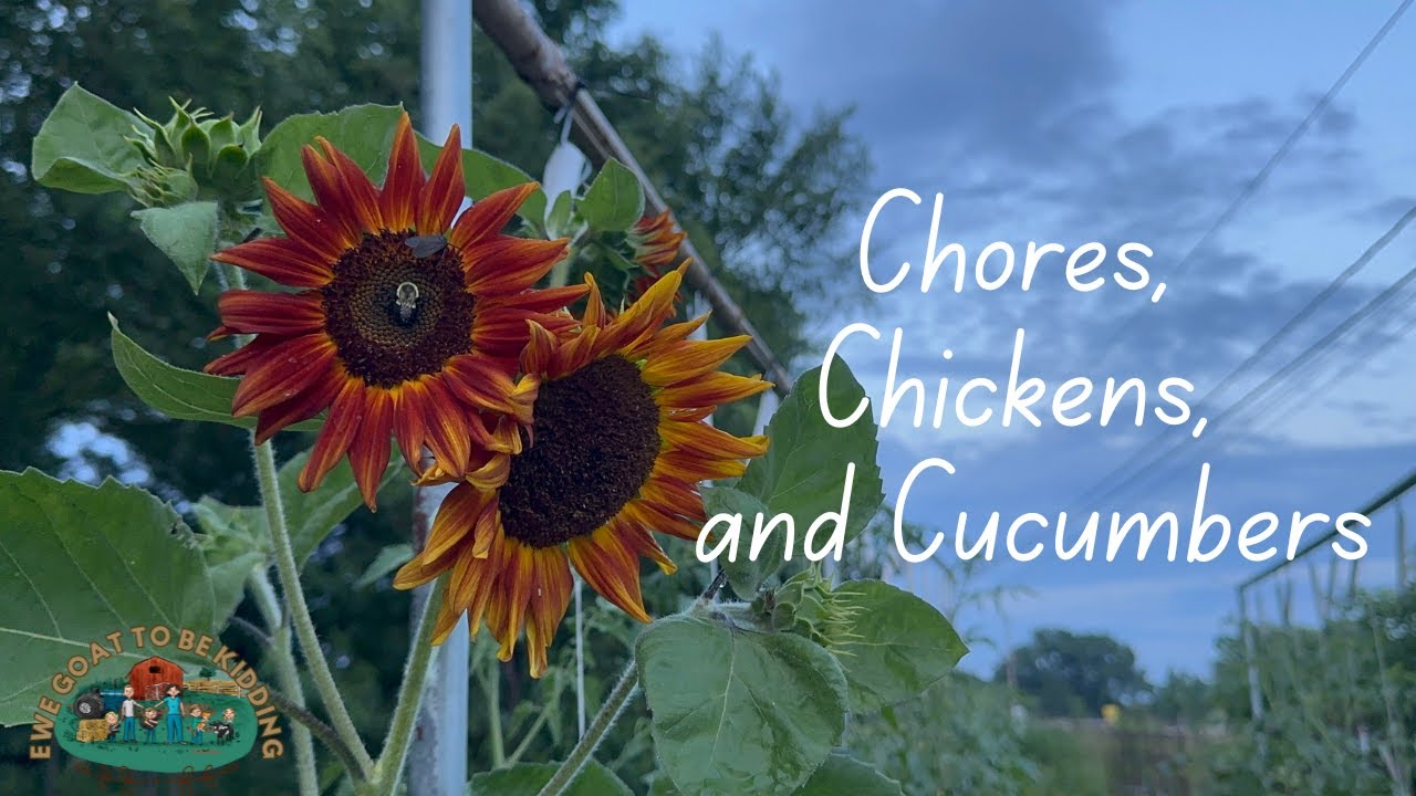Chores, Chickens, and Cucumbers!