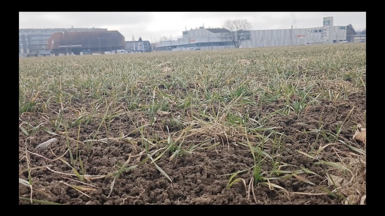 Wheat-Field - 25.01.2026 | Swiss Outdoor Shots