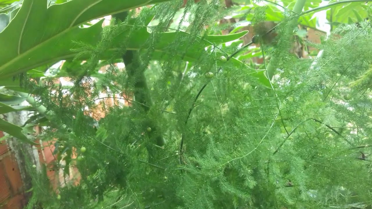ASPARGOS SAMAMBAIA OU BAMBUZINHO COMO CULTIVAR | Dora jardinagem
