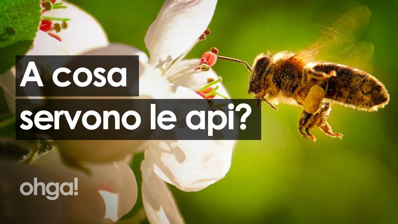 A cosa servono le api? Se loro morissero, la razza umana rischierebbe l'estinzione