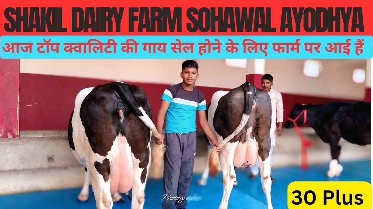 आज पूरा फार्म टॉप क्वालिटी की गायों से भरा है,SHAKIL Dairy Farm sohawal Ayodhya up।