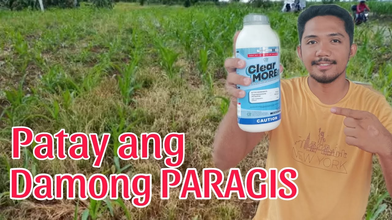 Systemic Herbicide Para sa Damong Paragis sa taniman Ng Mais | ClearMore 310SC