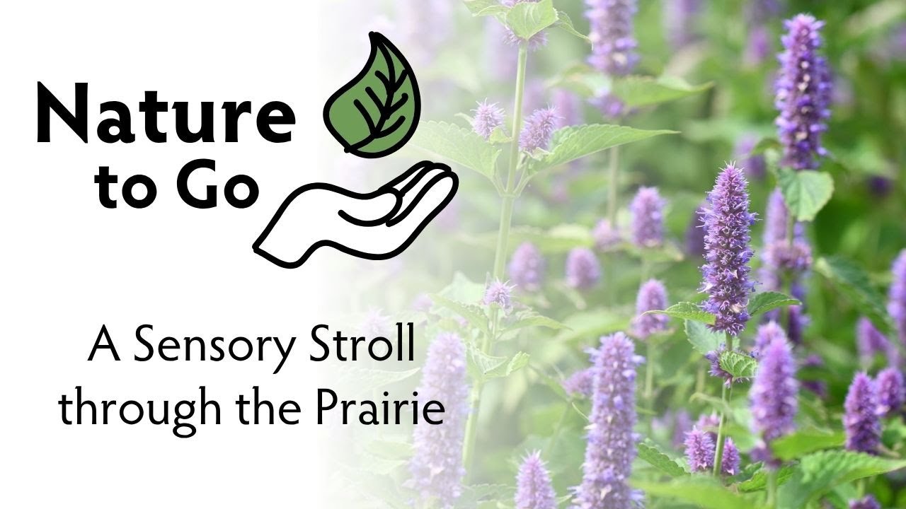 Nature to Go | A Sensory Stroll through the Prairie – Bergamot, Blazing Star, and More!