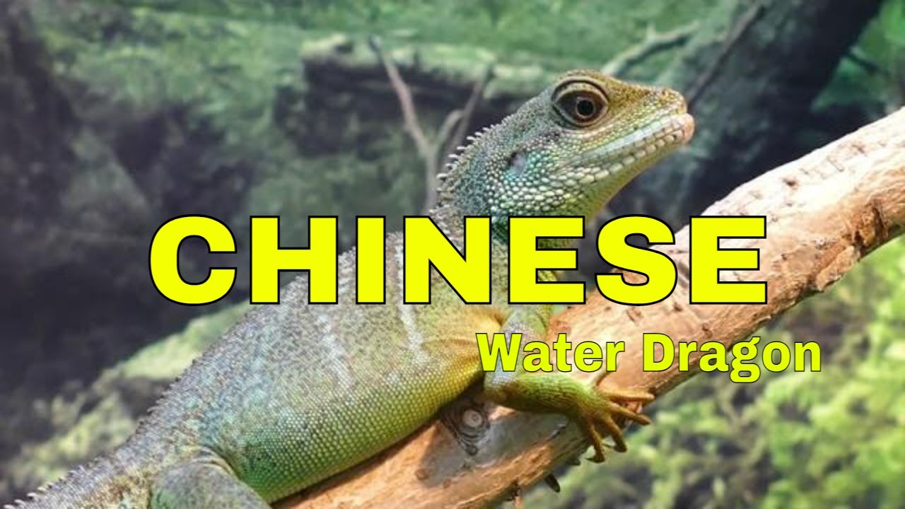 Nature, Sounds, Jungle, Chinese Water Dragon, Amazing HD Video