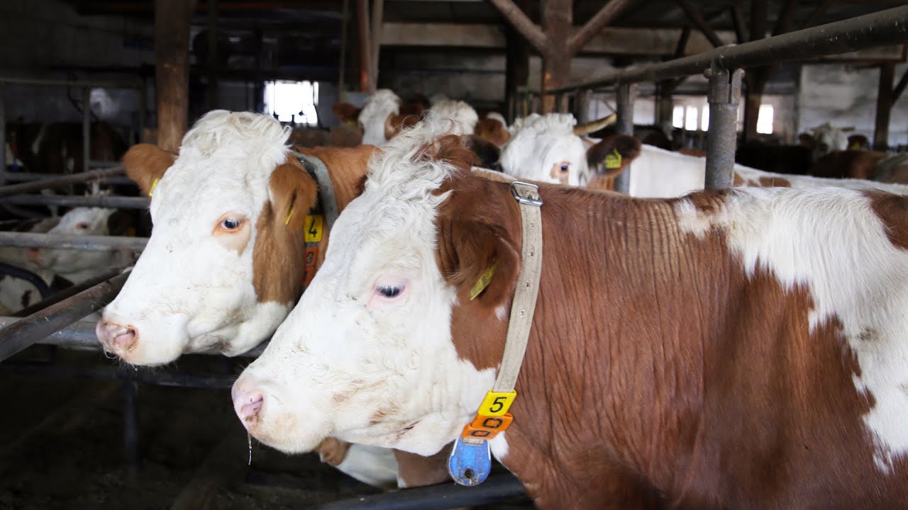Unterwegs mit Tierarzt Tobias Guggenmos