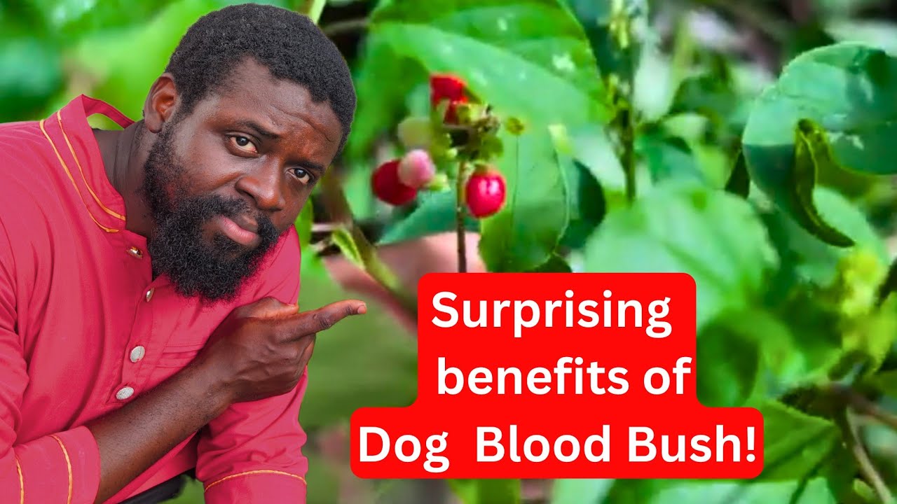 🌿 The Hidden Jamaican Herb for Reproductive & Hormonal Health | Benefits of Rivina Humilis