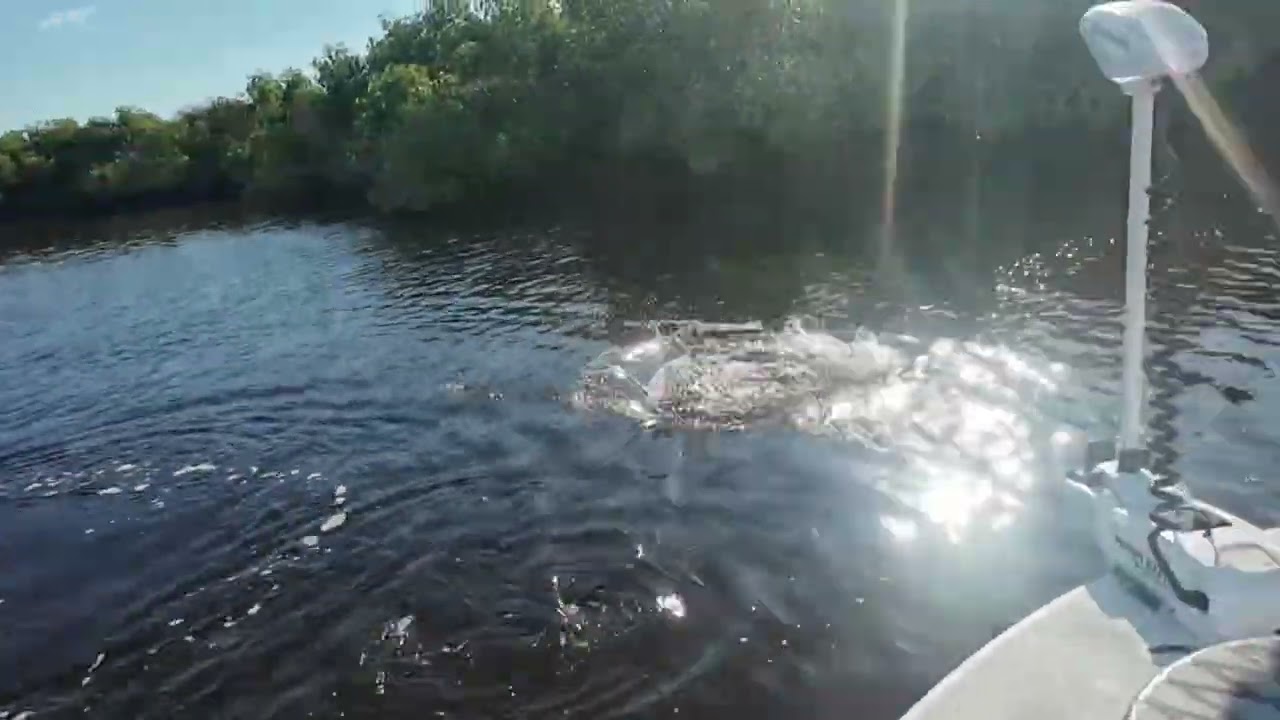 Summer snook top water fishing 