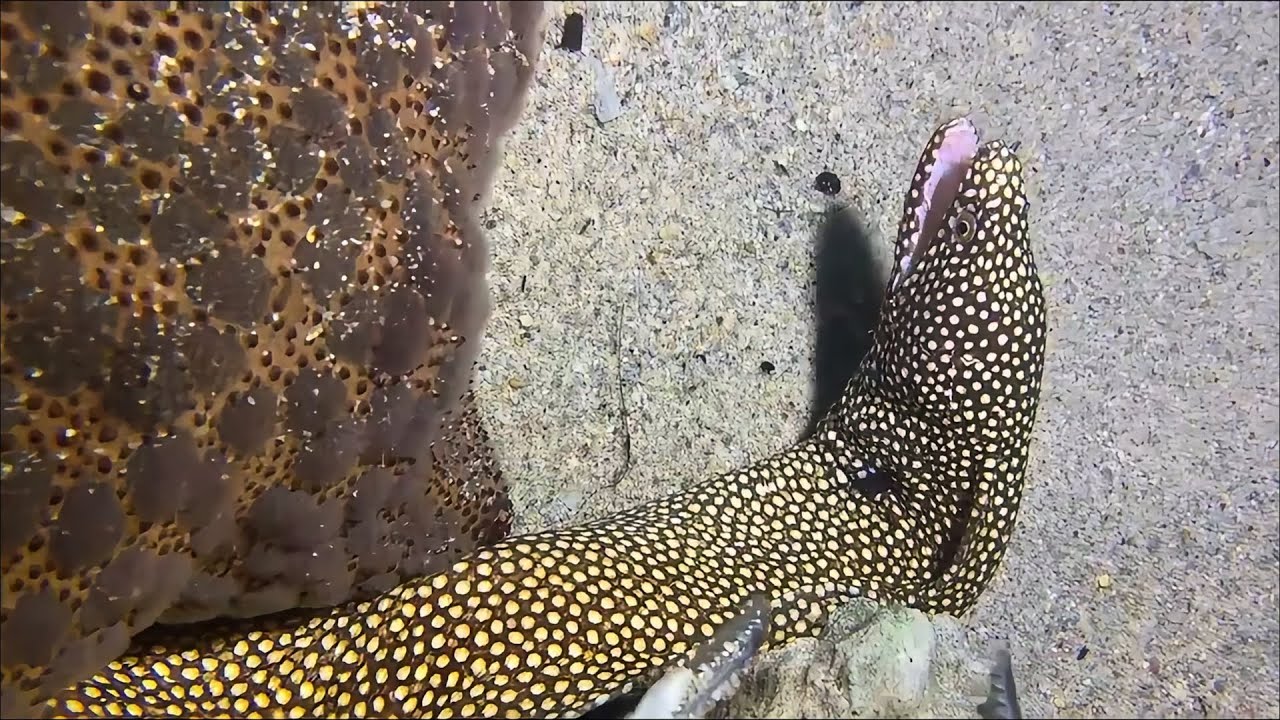 Live 🟢- Ocean Party Tonight - Overflowing Surprises！ #diving #fishing #lobster #crab #shorts