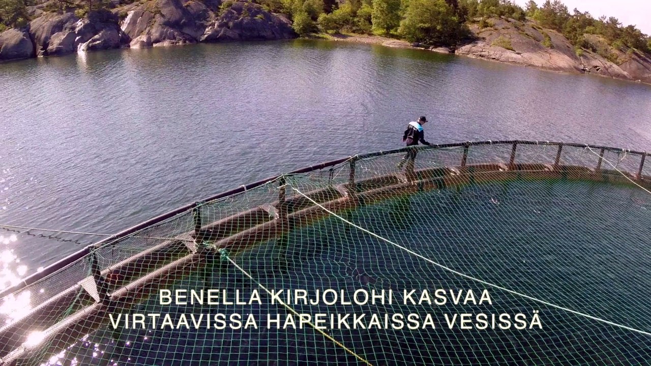 Benella Kirjolohen kasvutarina, lyhyt versio