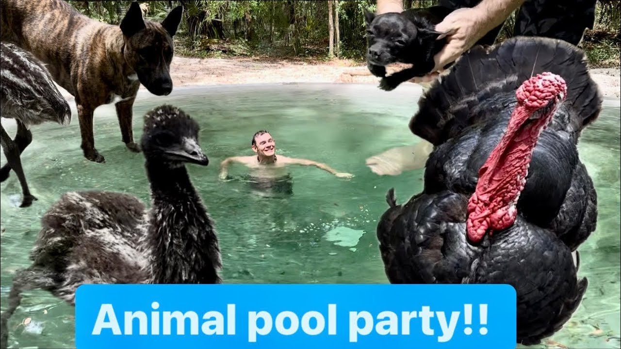 Animal pool party!