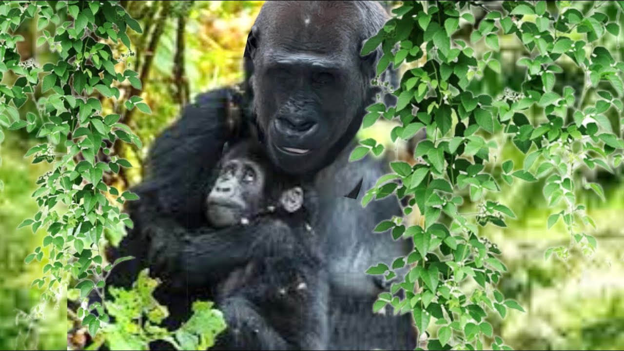 Effie allowed other gorilla to hold her baby for the first time 💕Mjukuu’s baby is eating on the tree