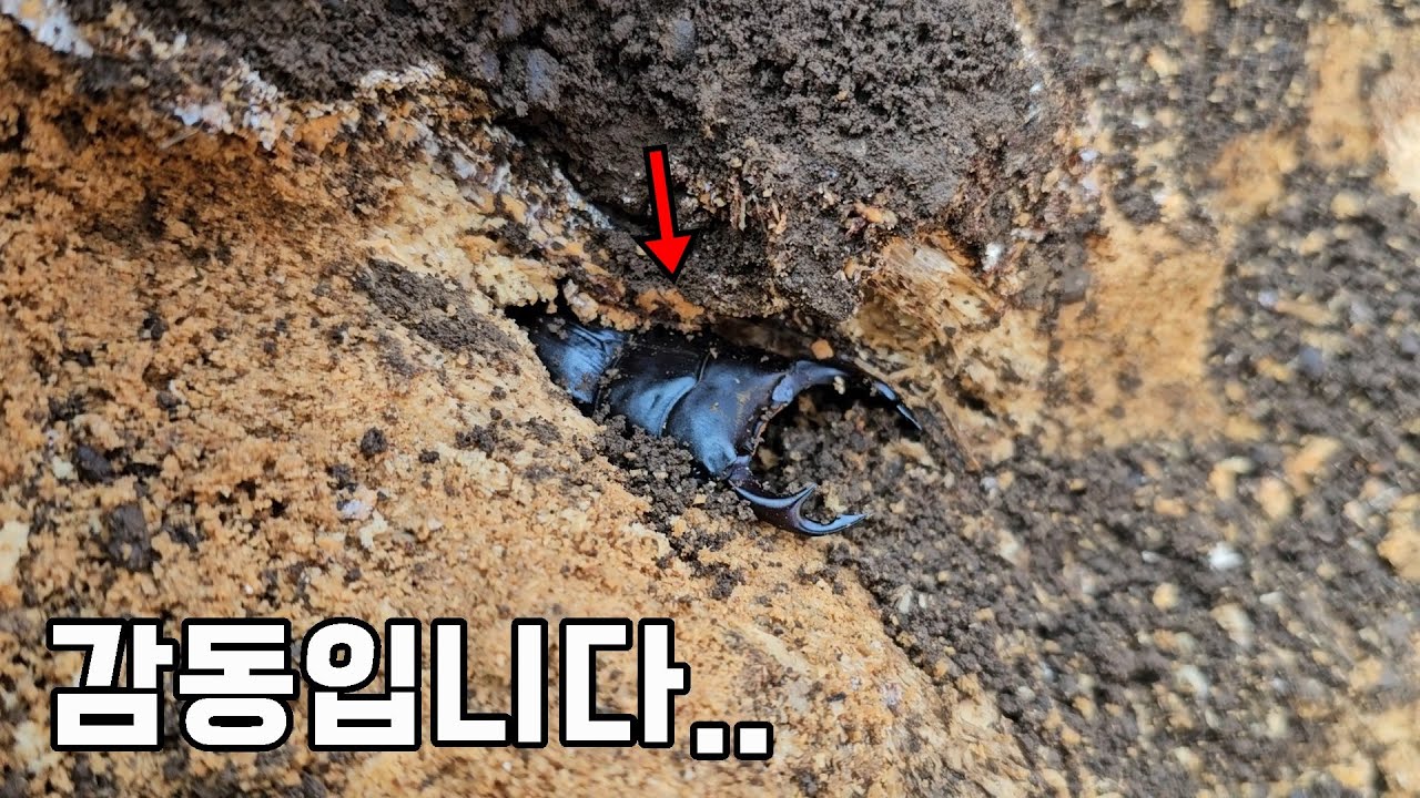 감동했습니다...140만 생물유튜버의 대형 왕사슴벌레 채집기