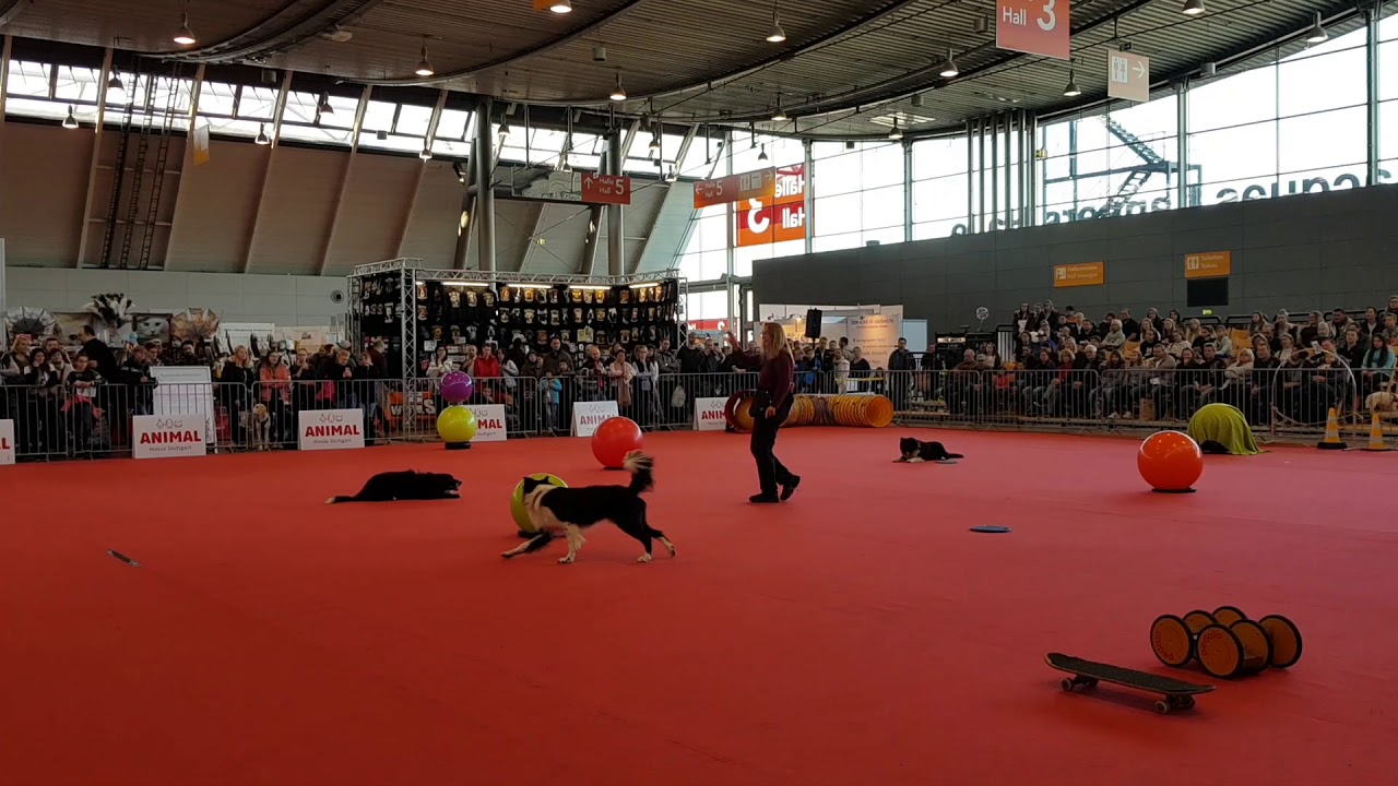 Longieren mit drei Hunden und Anja Jakob auf der Messe ANIMAL in Stuttgart 2018