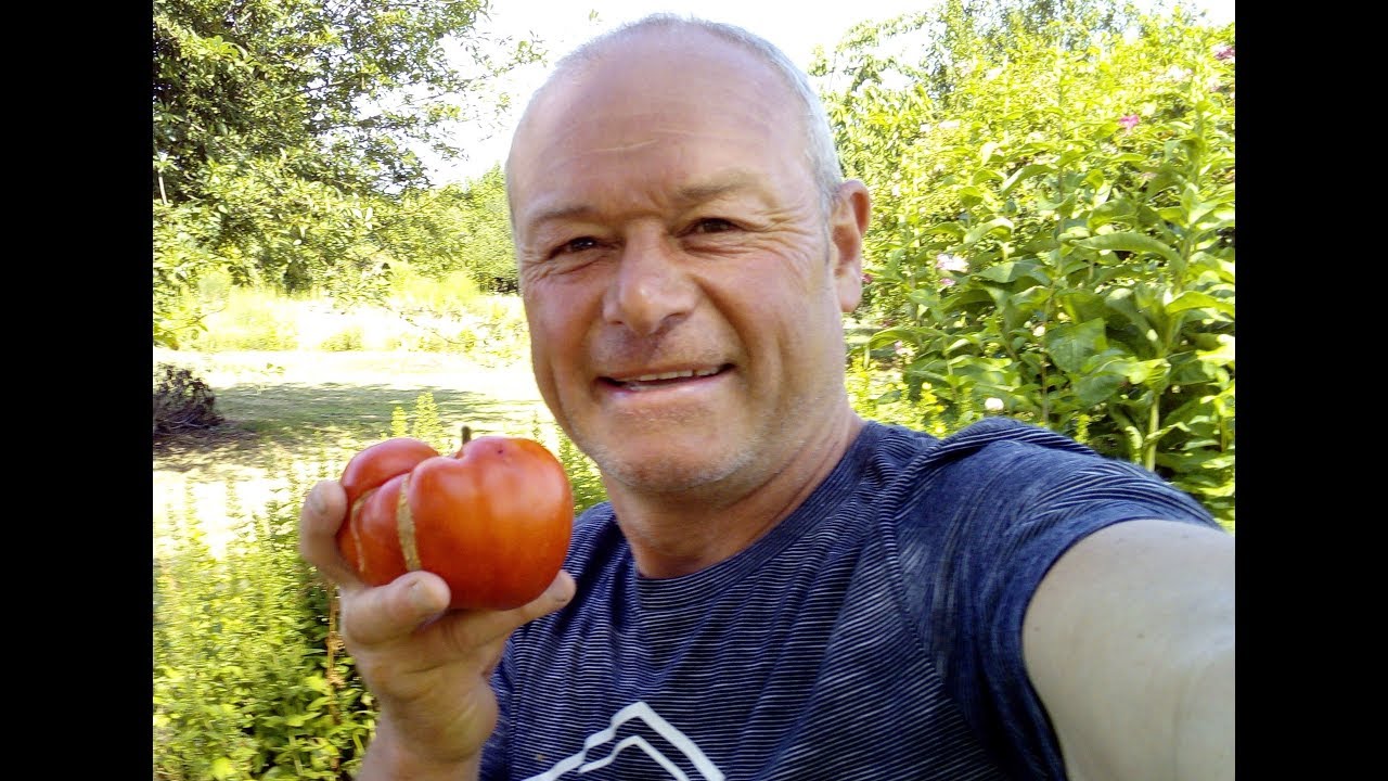 cultiver des tomates en pot     ancienne video pour MARIE
