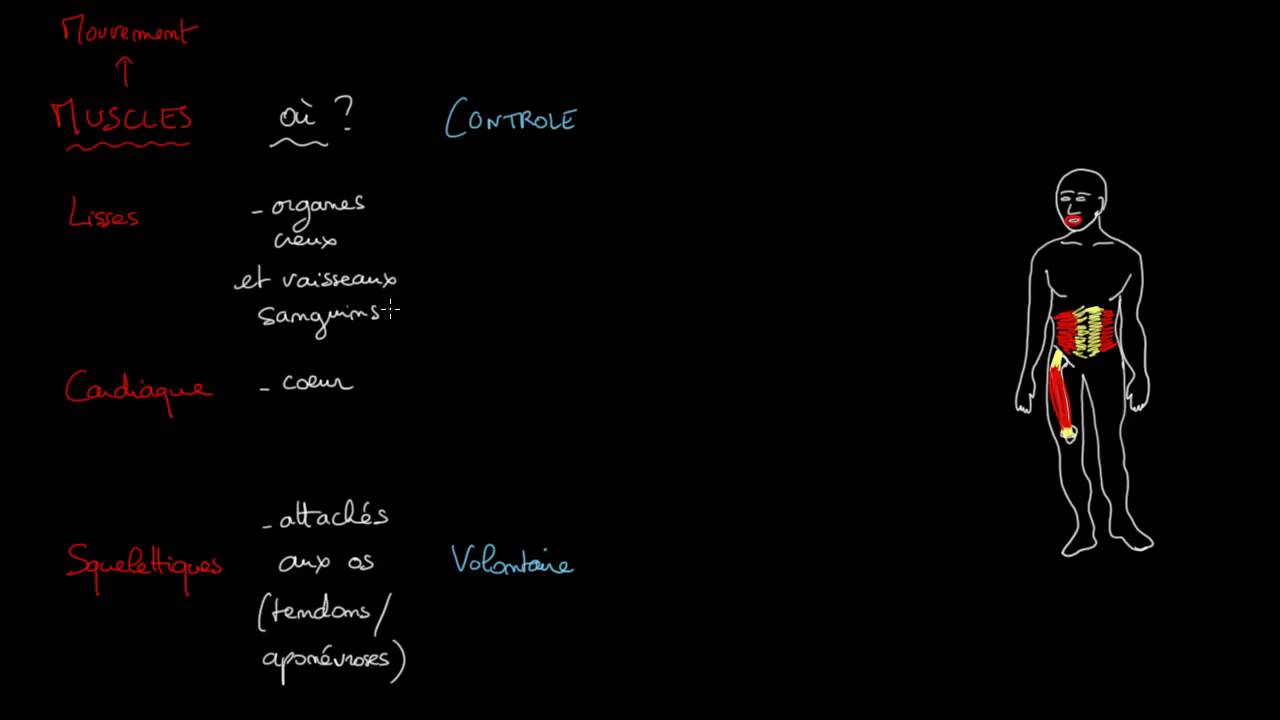 Trois types de muscles