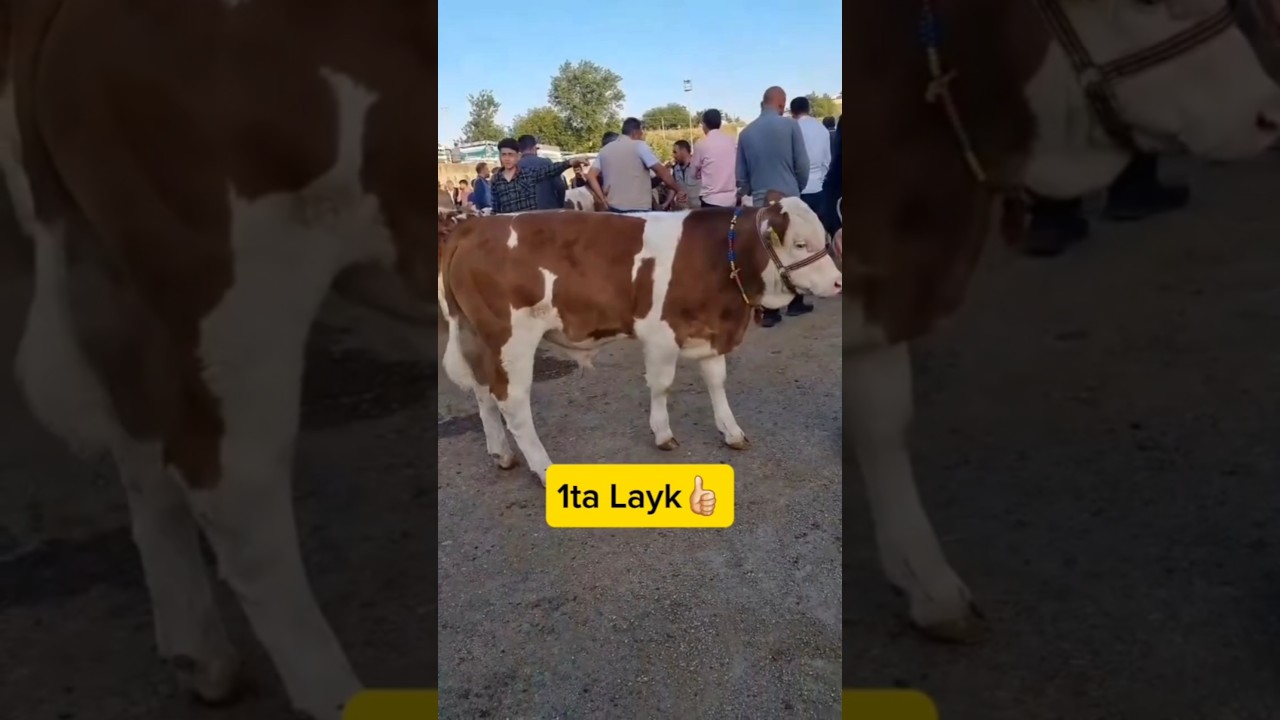 SIMENTALL BULL👍🏻 #top #rek #trend #like #comment #follow #trending #subscribe #simmental #buqachalar