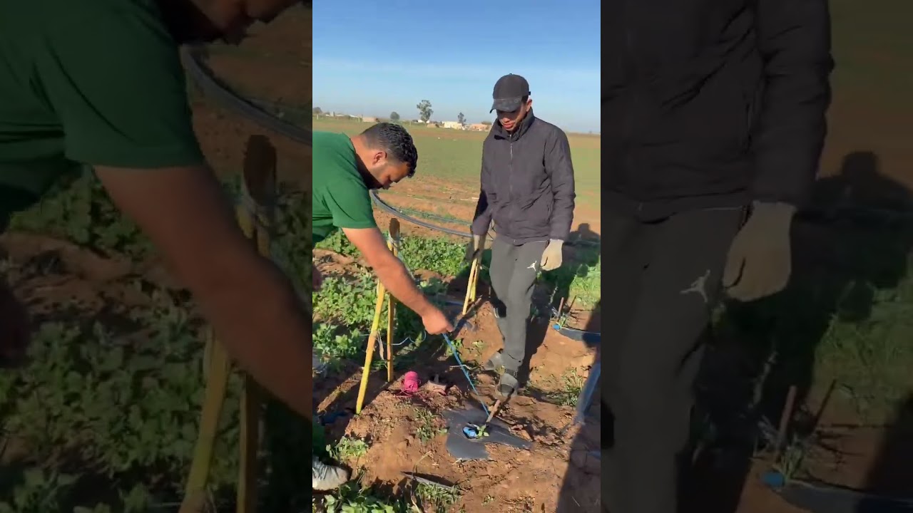 طريقة زيادة إنتاج الجلبانة وزيادة عدد الجني وكيفية تركيب سرير الجلبانة