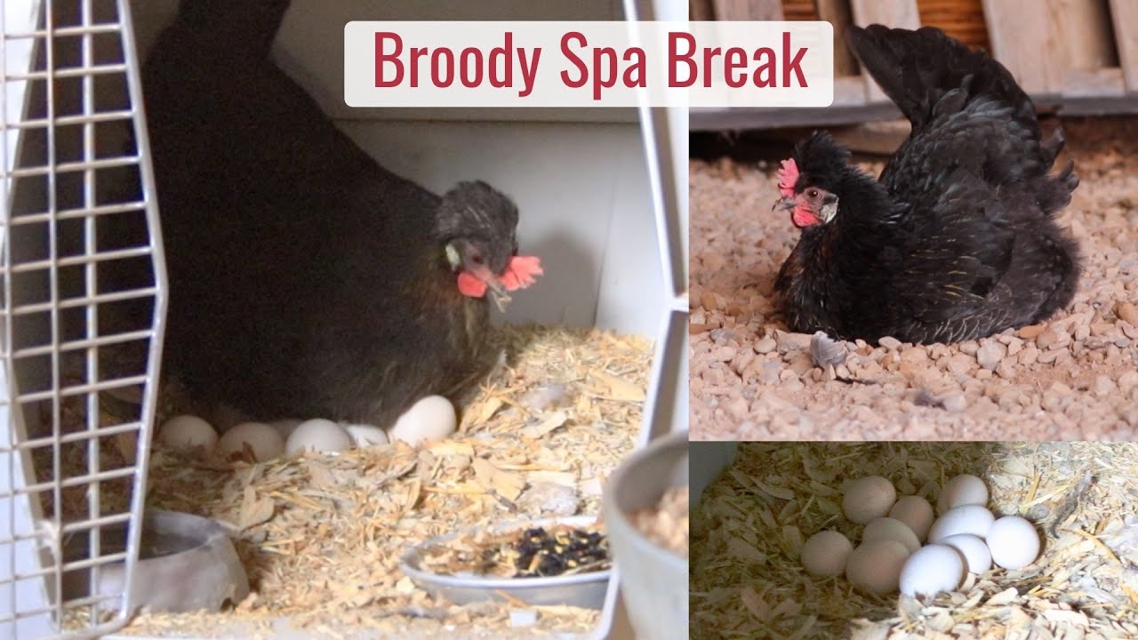 Broody Hen Takes a Spa Break, What's a Broody Poop? & How are the Eggs Looking? Days 5-8