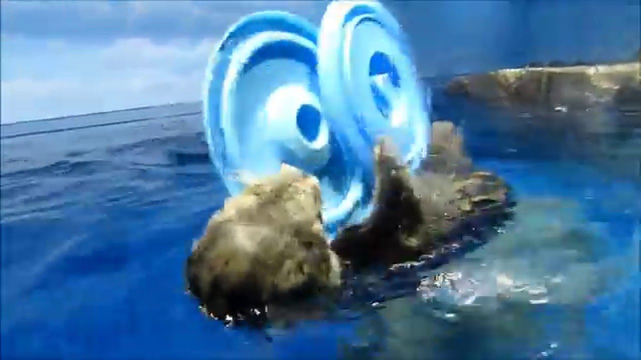 バケツのフタ２枚で遊ぶラッコのロイズ♪（20151202＠サンシャイン水族館）