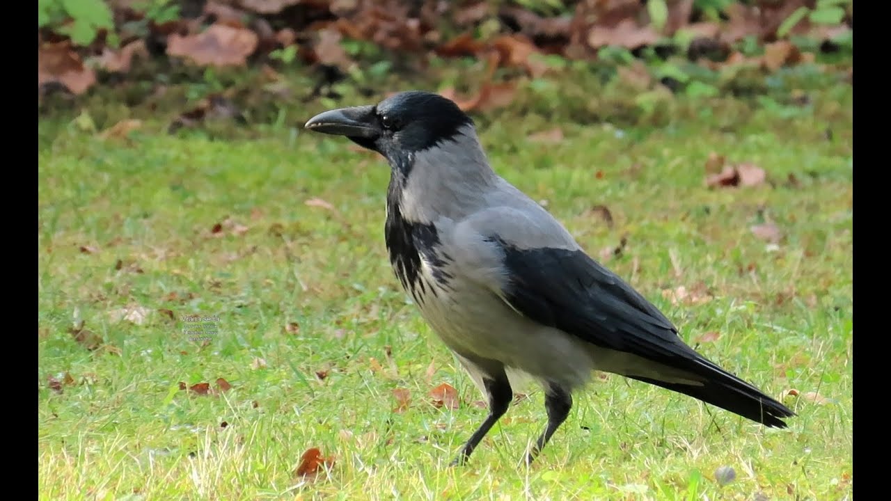 Krkavcovití v ČR, 5 Crows in the Czech Republic #birds #birdwatching #crows