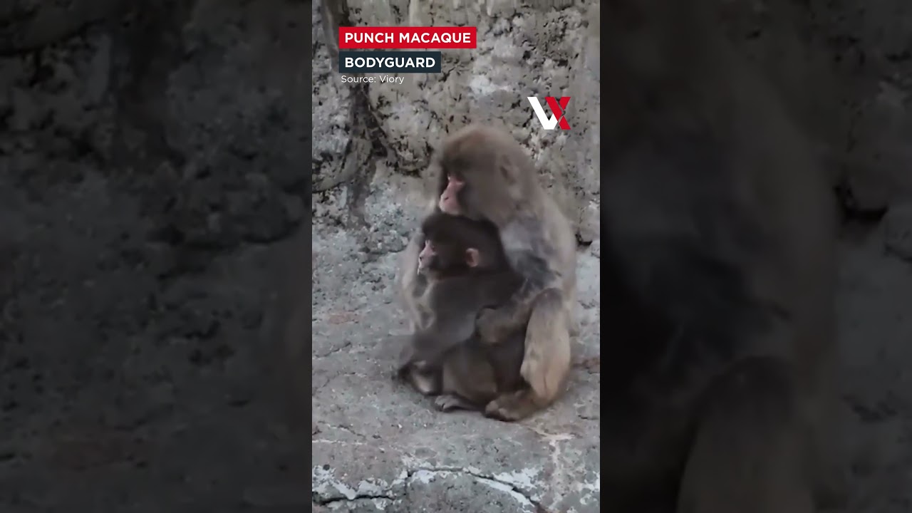 Punch Gets Bodyguard! Adult Macaque Steps In To Protect Viral Monkey At Japan Zoo | VERTEX| VERTEX