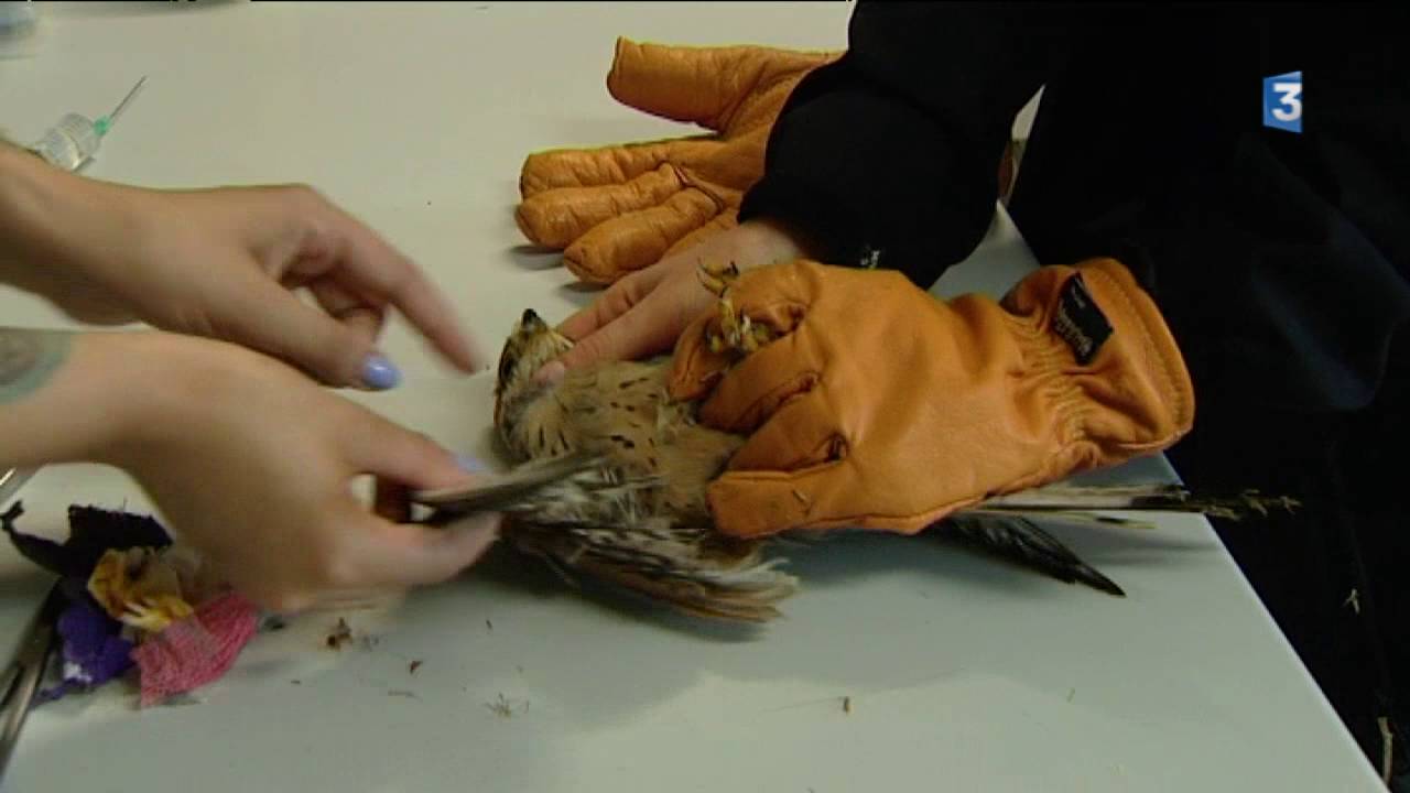 Feuilleton  "Athénas, centre de sauvegarde de la faune sauvage du Jura" - Episode 2