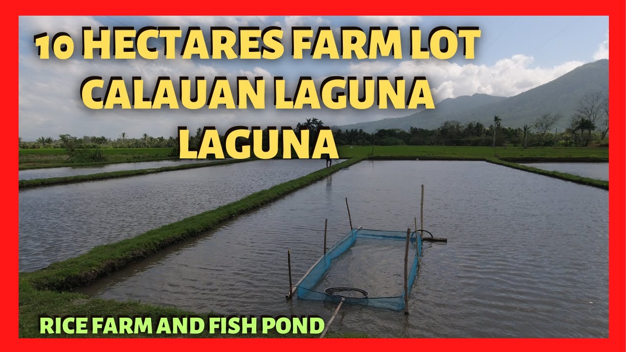 10 has Rice and Fish Farm in Calauan Laguna for Sale (Lot Code: 2407)