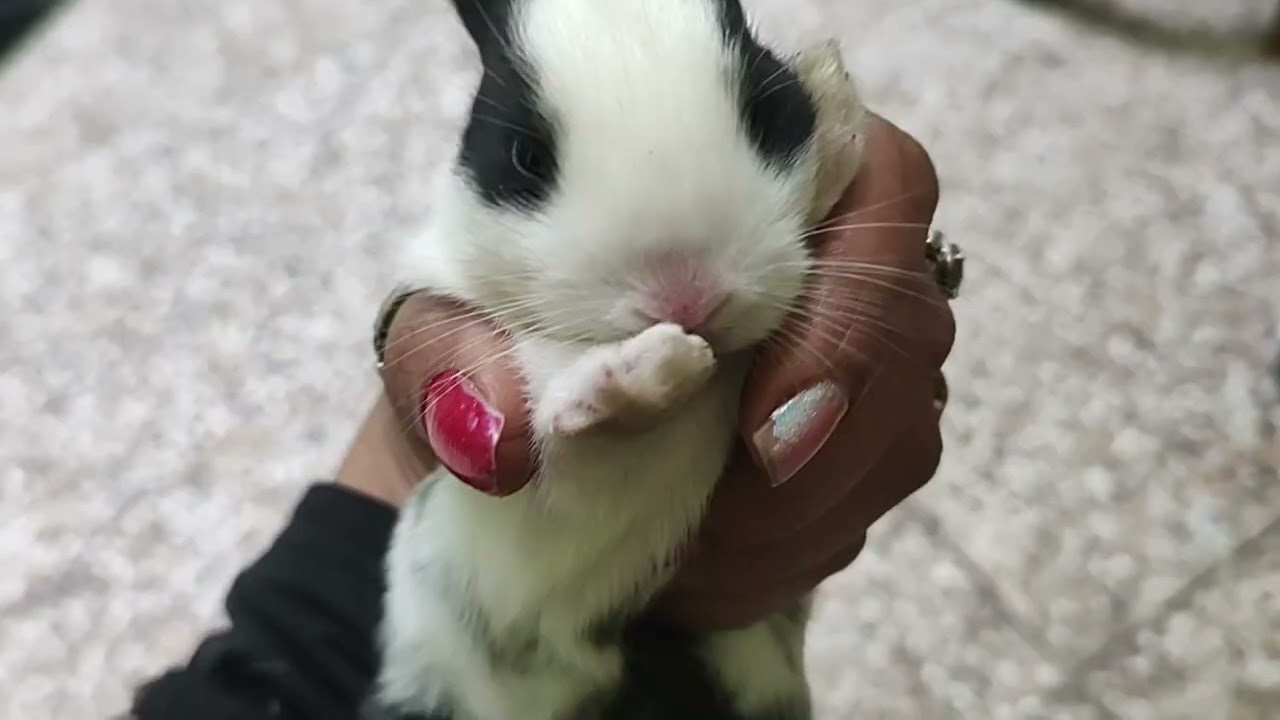 Rabbit cute babies lovely activites 🐇🐾🩷#mycuterabbit #shortvideo #adoreble #cute 