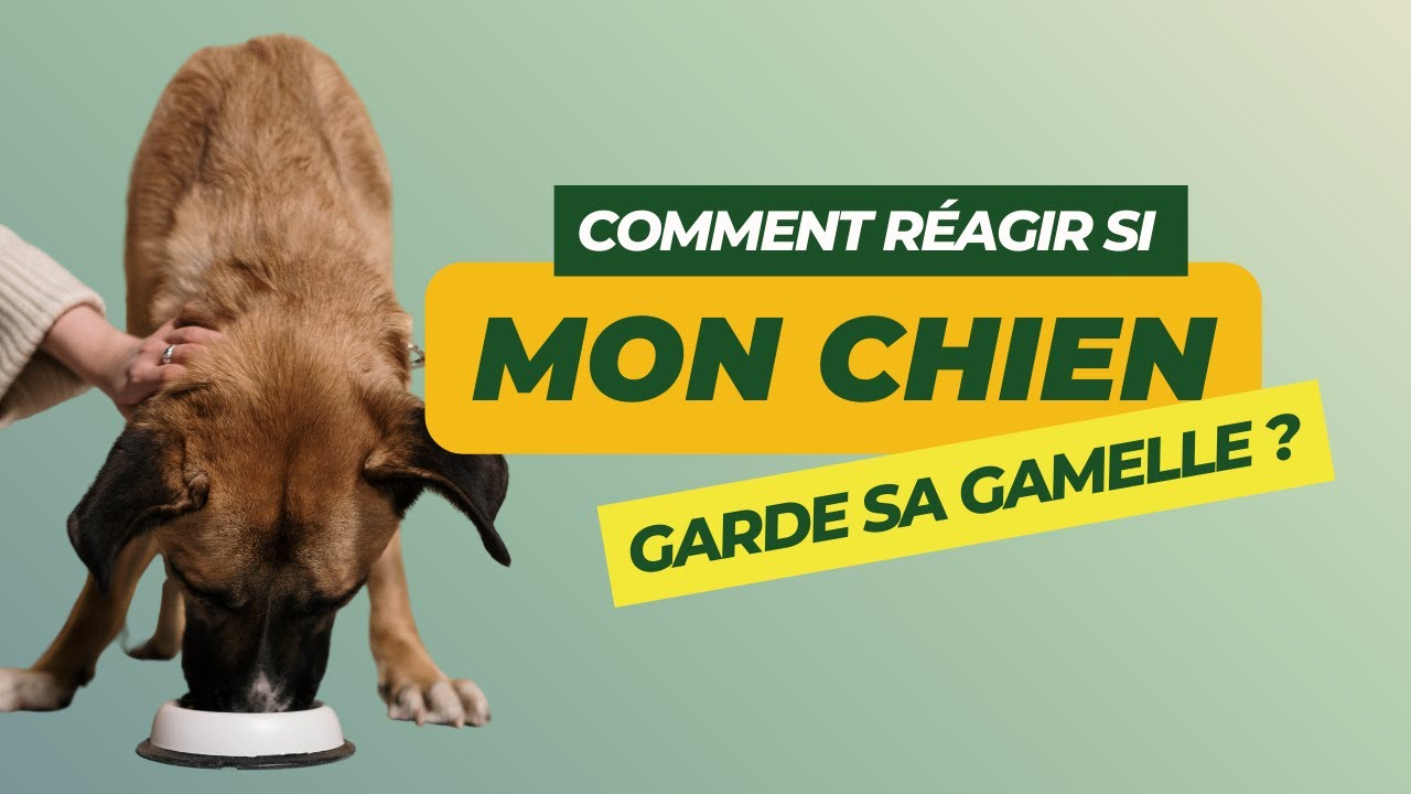 Mon chien garde sa gamelle : comment réagir ? 🐶🍽️🤫