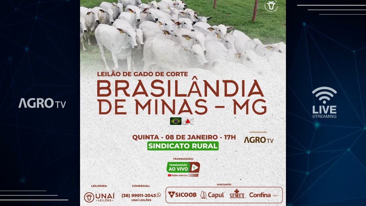 LEILÃO DE GADO DE CORTE DA UNAÍ LEILÕES EM BRASILANDIA - MG - 08/01/2026
