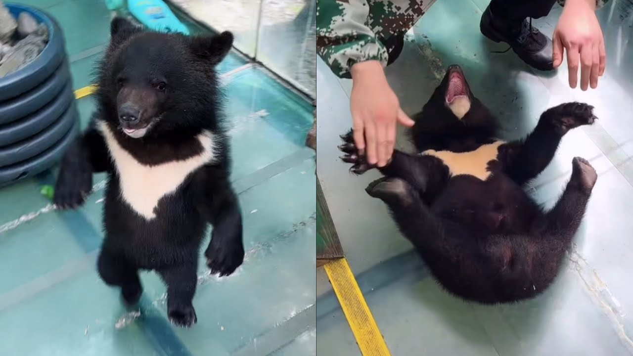 Three month old black bear cubs playing with a keeper