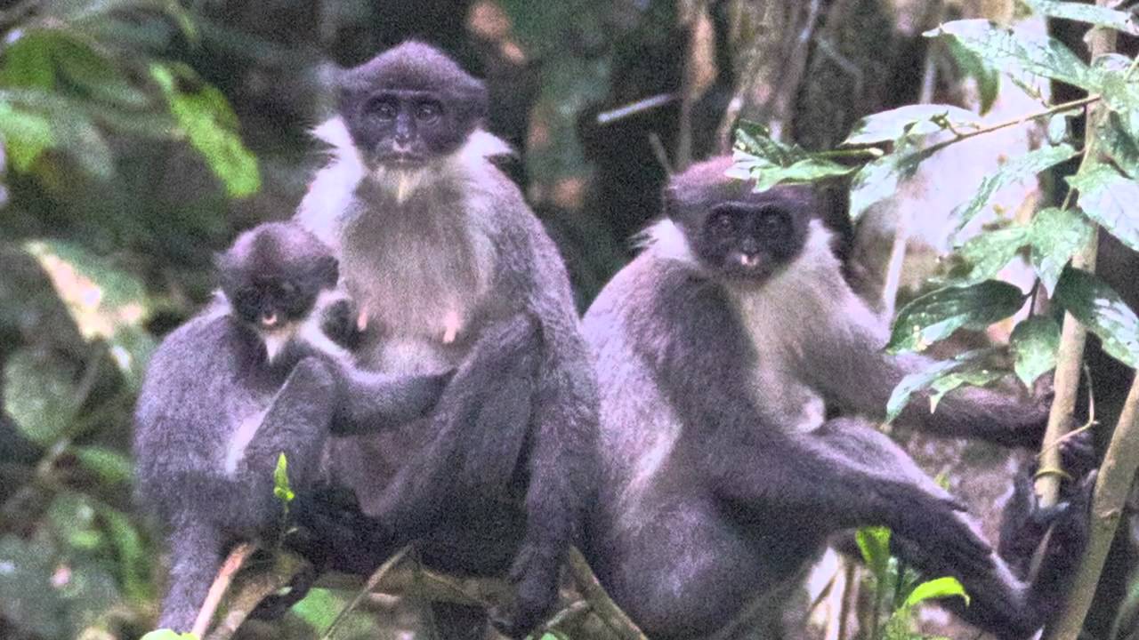 Mystery Monkey Discovered in Borneo