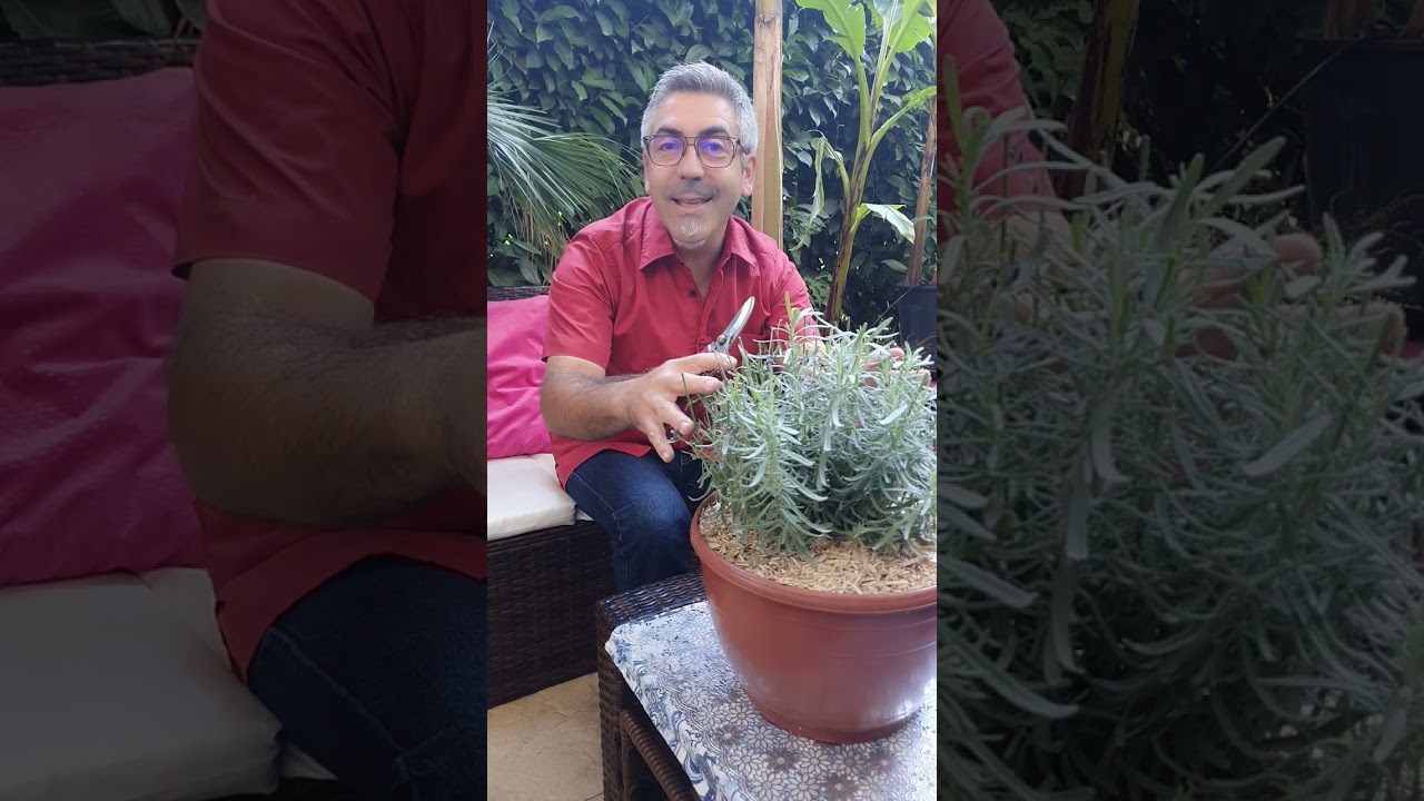 comment bien entretenir vos lavandes, je vous explique tout, alors à vos  sécateurs prêt coupé !!!!