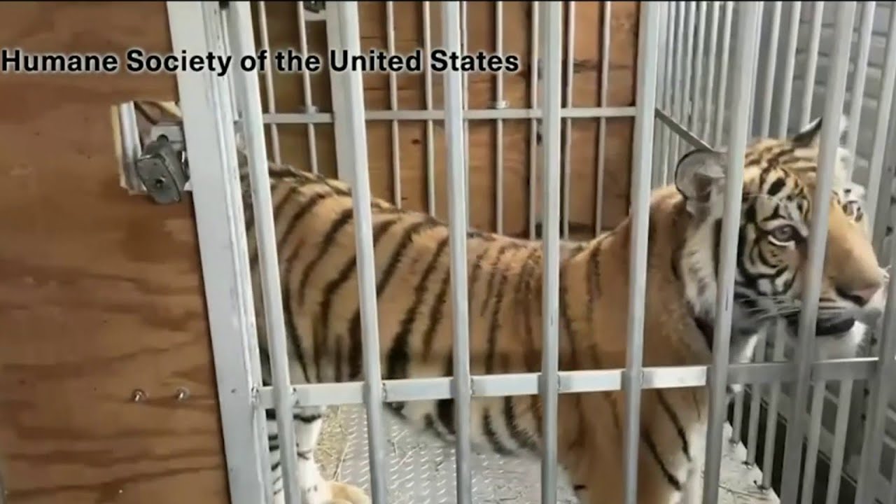 Thousands of tigers kept as pets across Texas