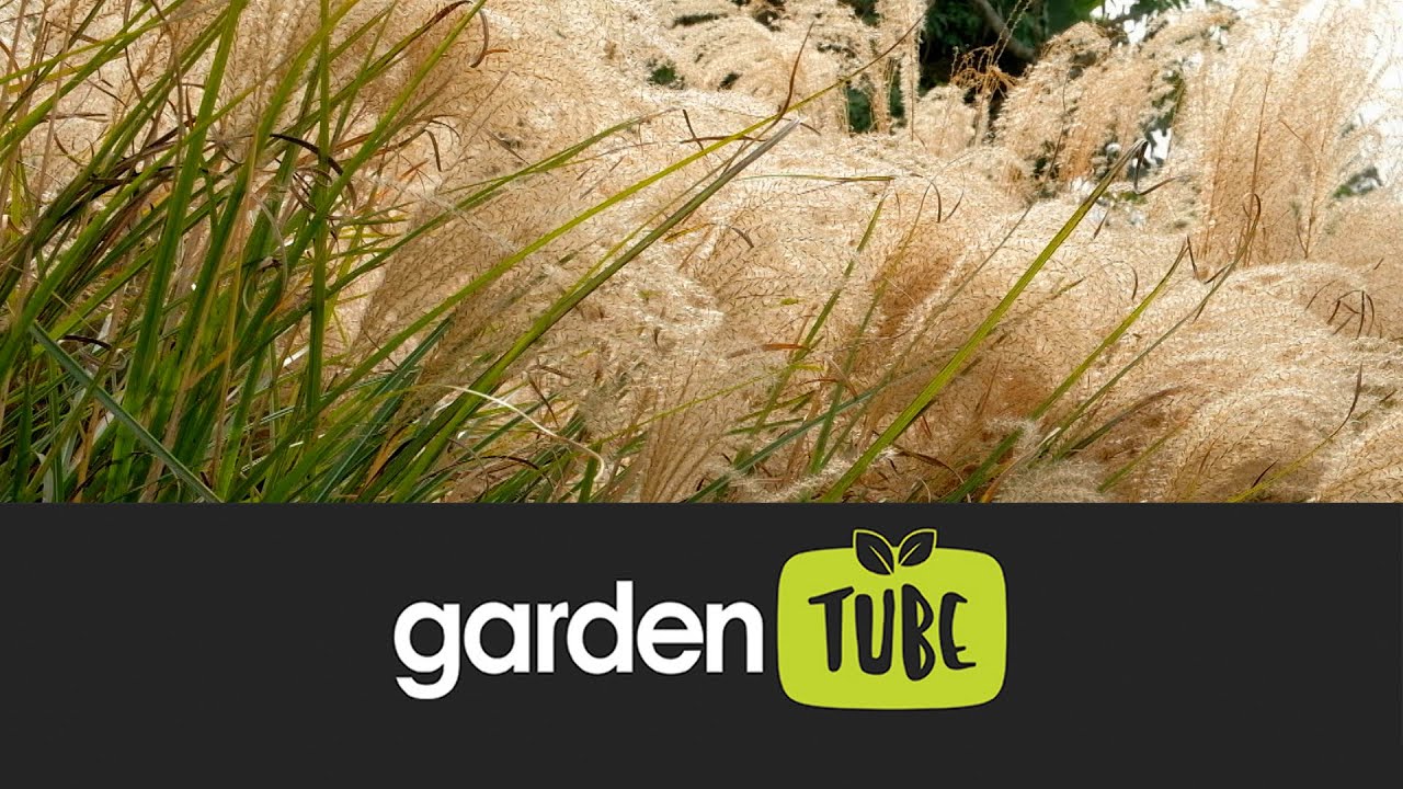 Must Have Ornamental Grass