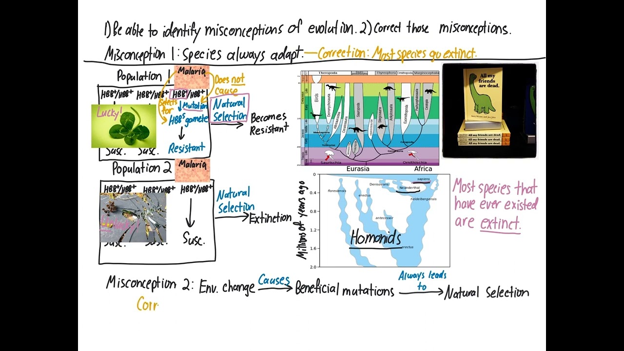 Misconceptions of evolution