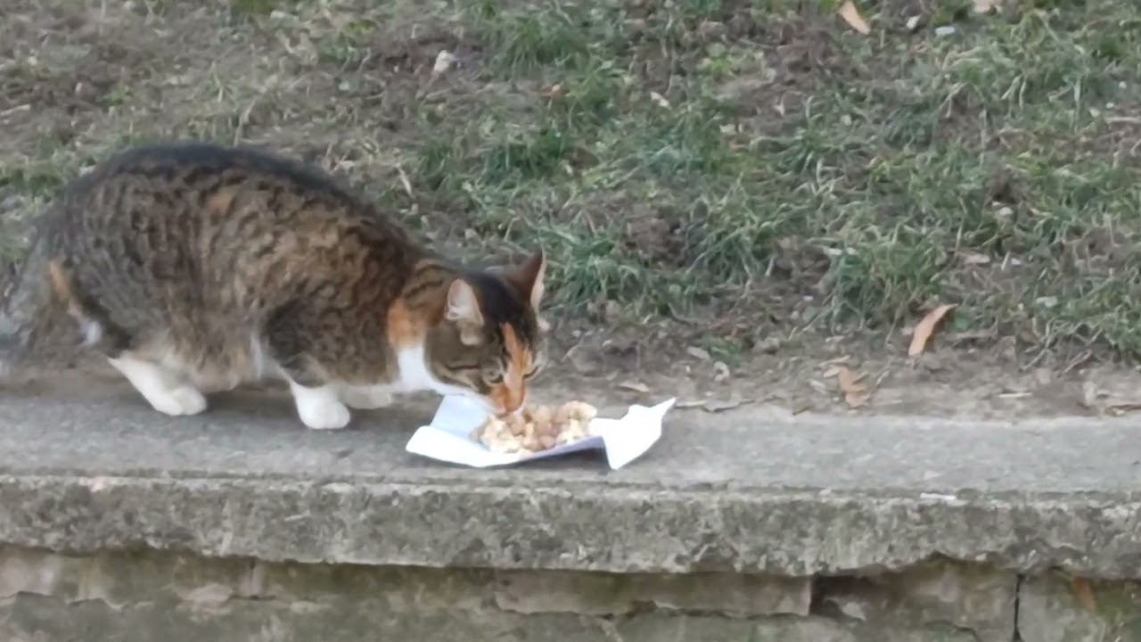 Когда Голод Сильнее Страха / When Hunger Is Stronger Than Fear 🔥