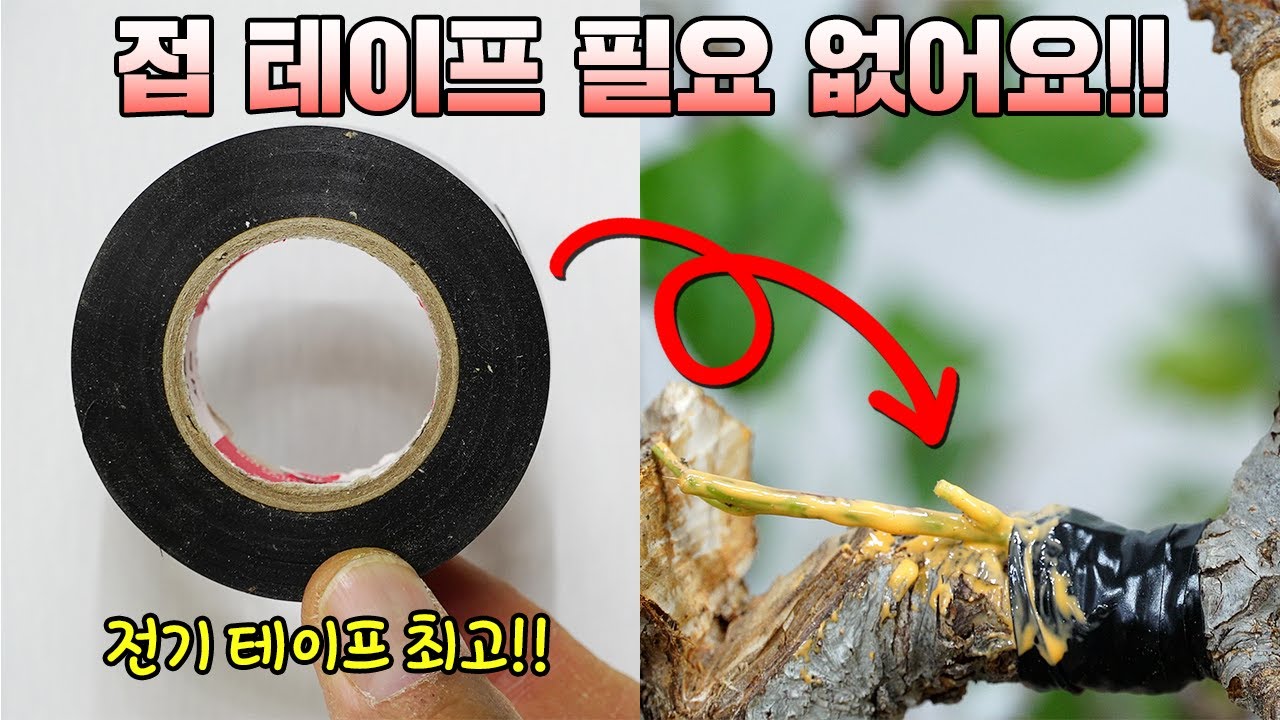 지금 시기에 가능한 접목 방법ㅣ 전기 테이프 ㅣ녹지접