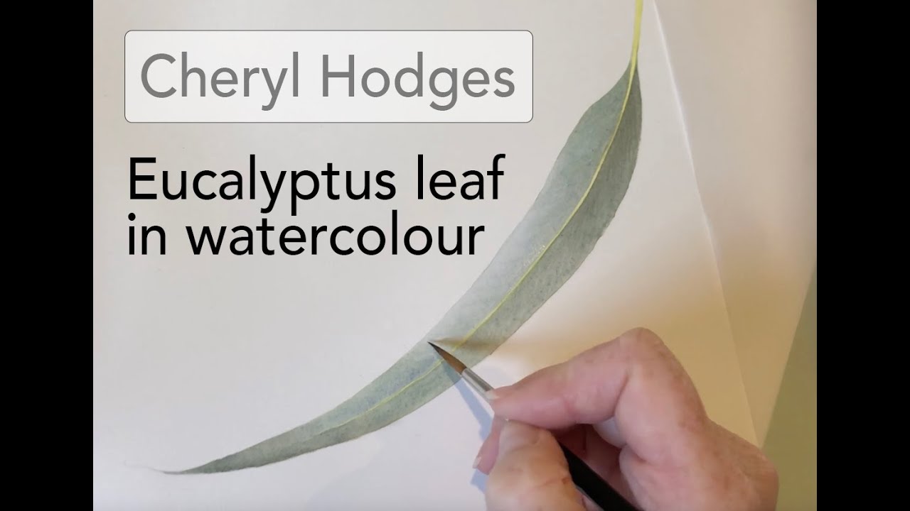 Eucalyptus leaf in watercolour