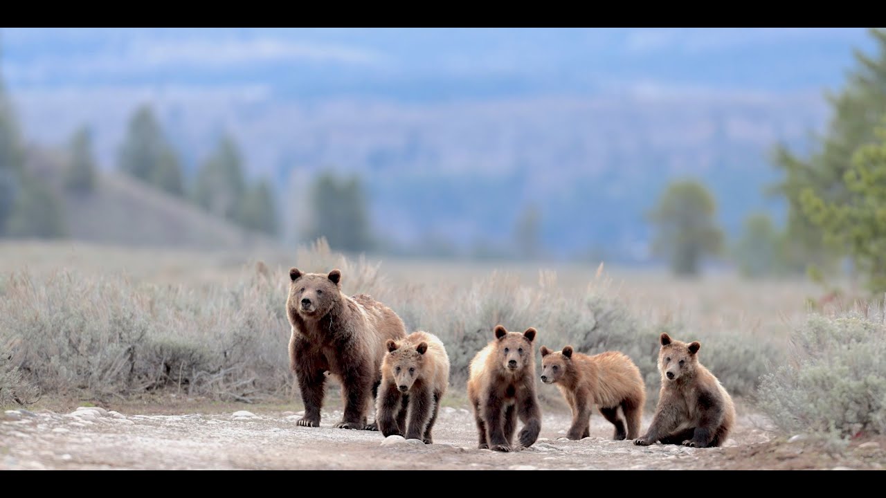 Wildlife Photography-A Day with Grizzly 399 & 4 Cubs May 2021-Jackson Hole/Grand Teton Park/Yellow