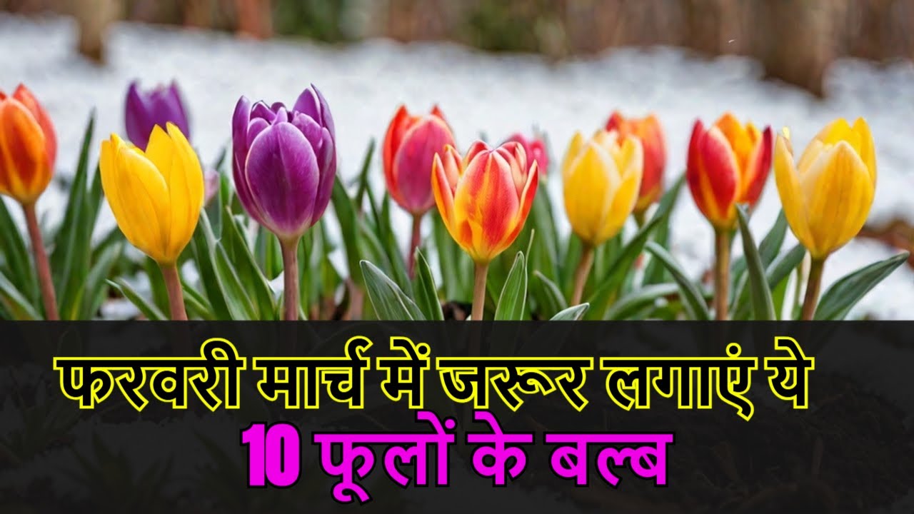 Bulb से उगाये ये Top 10 Winter Flowering Plants || Top 10 Winter Bulbs Plants  #wintergarden
