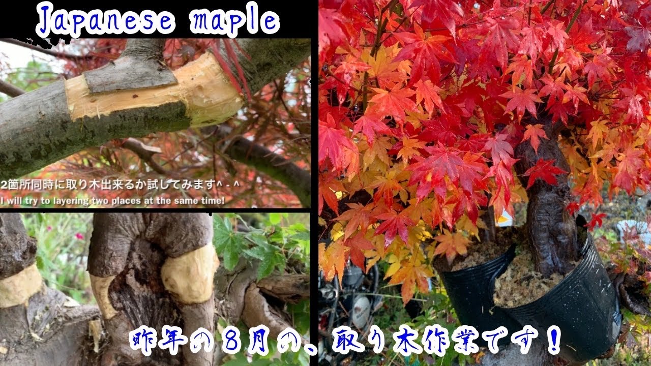 切ってしまう予定のモミジの枝で実験的な取り木をしてみました^ - ^ Japanese maple layering 盆栽　BONSAI