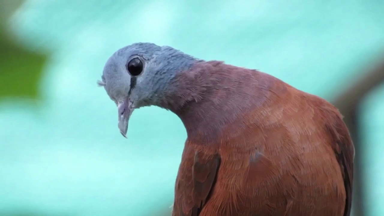 محمية الكريباني