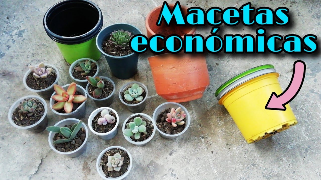 TRASPLANTO SUCULENTAS QUE COMPRÉ EN FACEBOOK #1 | Jardines by Angie