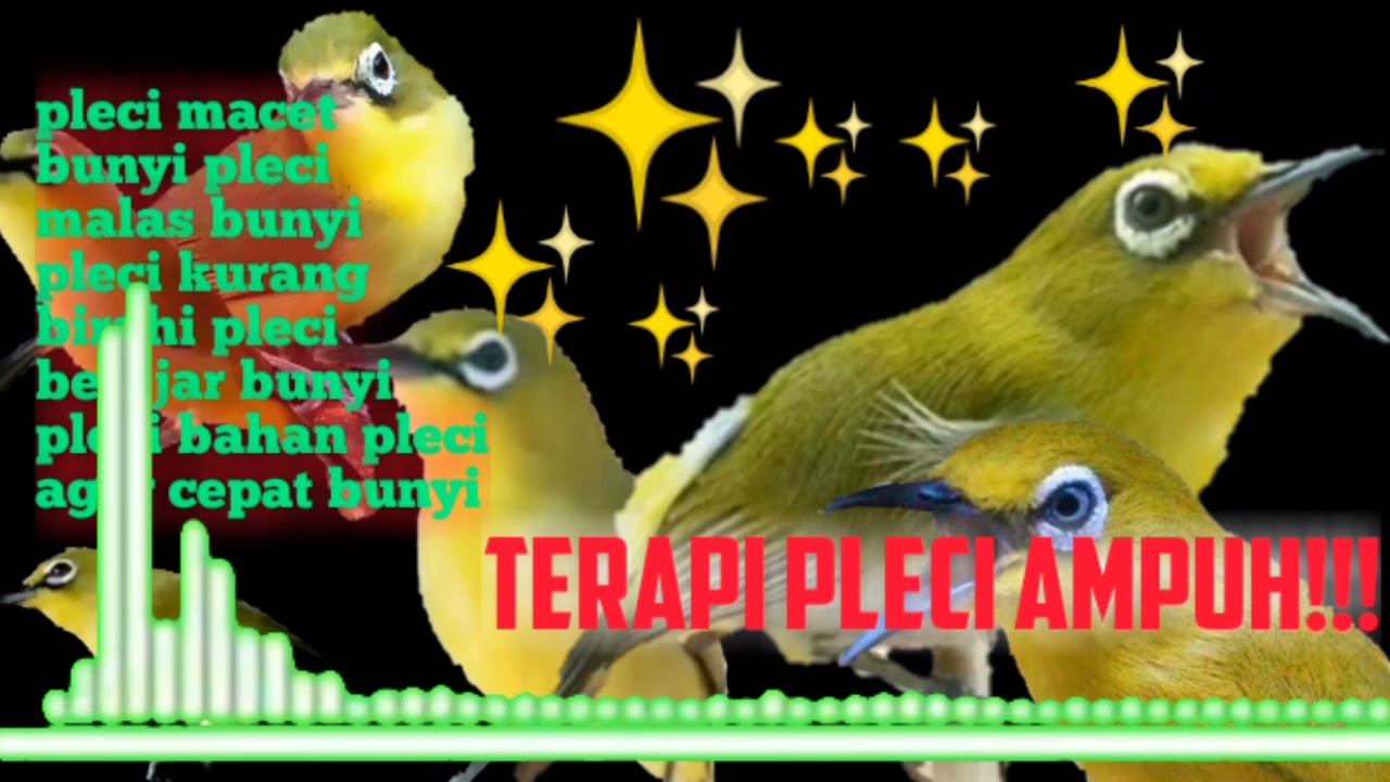 BARU !! TERAPI AIR PLECI NGERIWIK BERJAMAH, agar pleci cepat bongkar isian