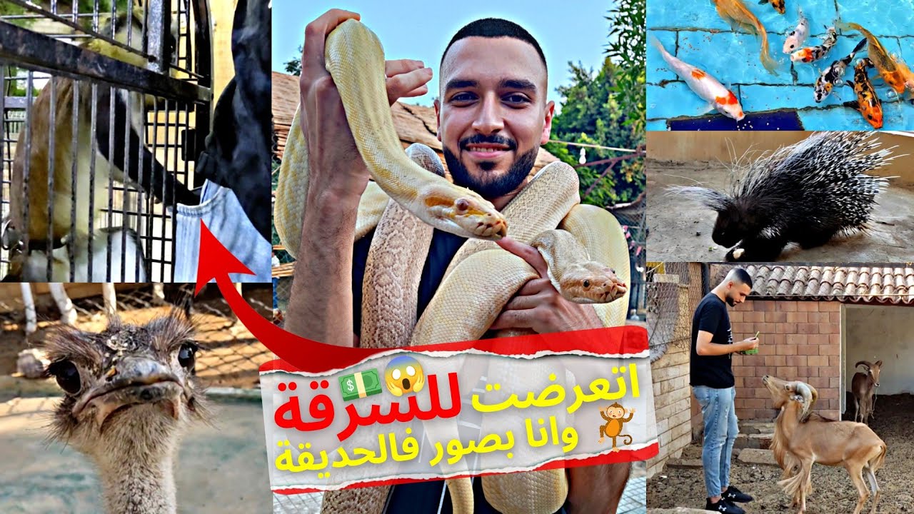 Лучший зоопарк в Каире | Здесь не только кошки и собаки 🦌🐊🐍🐒🦎🐬🦚🦨🦔🦜