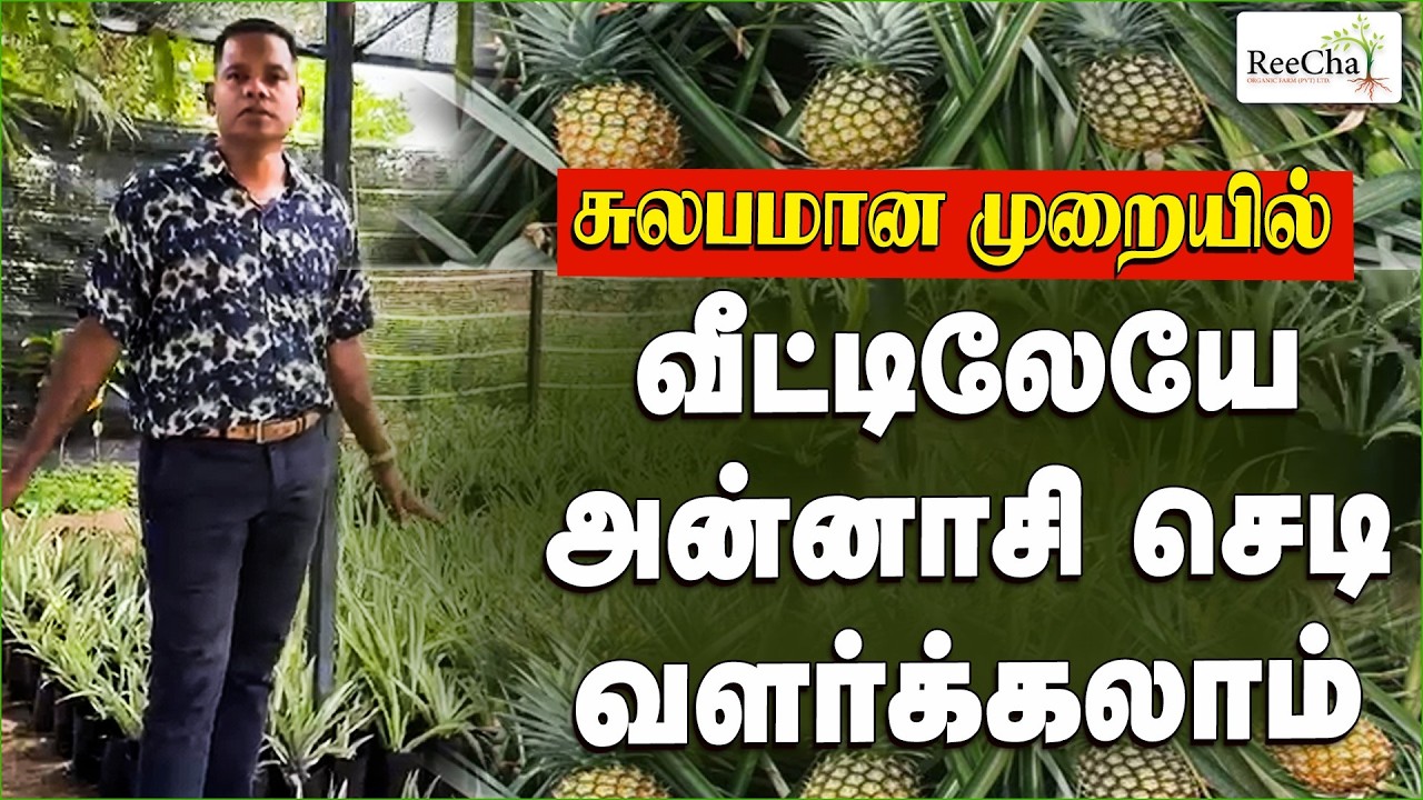 3000 Pineapple Plants: Ready at Reecha! 🍍 | Best Farm House in Sri Lanka | BK in Reecha
