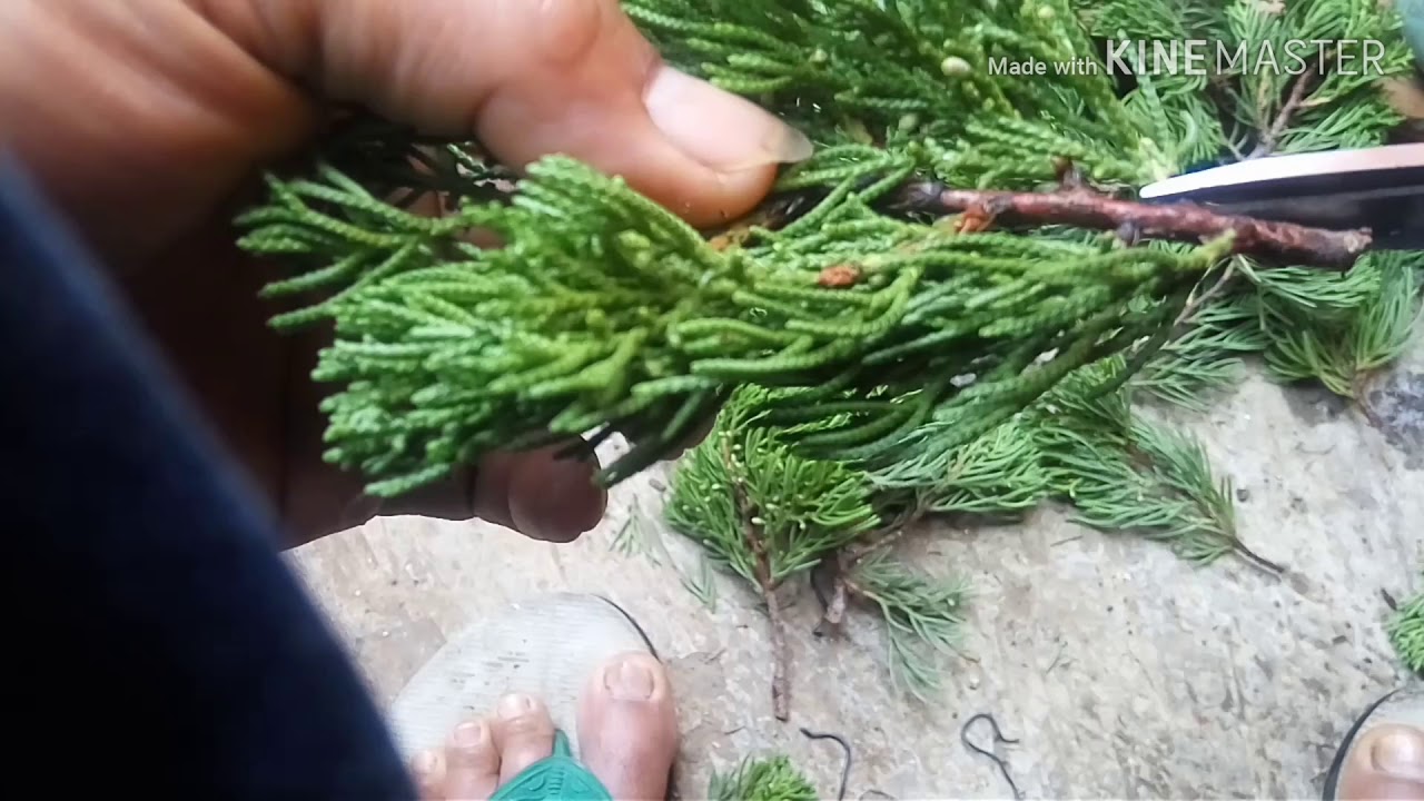 JANGAN ABAIKAN. Potongan